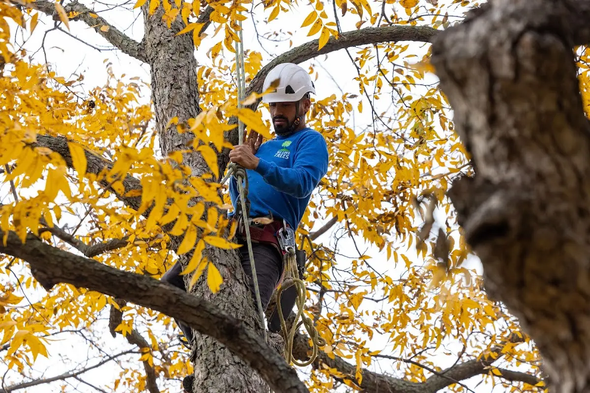 Skilled Tree Trimming crew working in Imbler